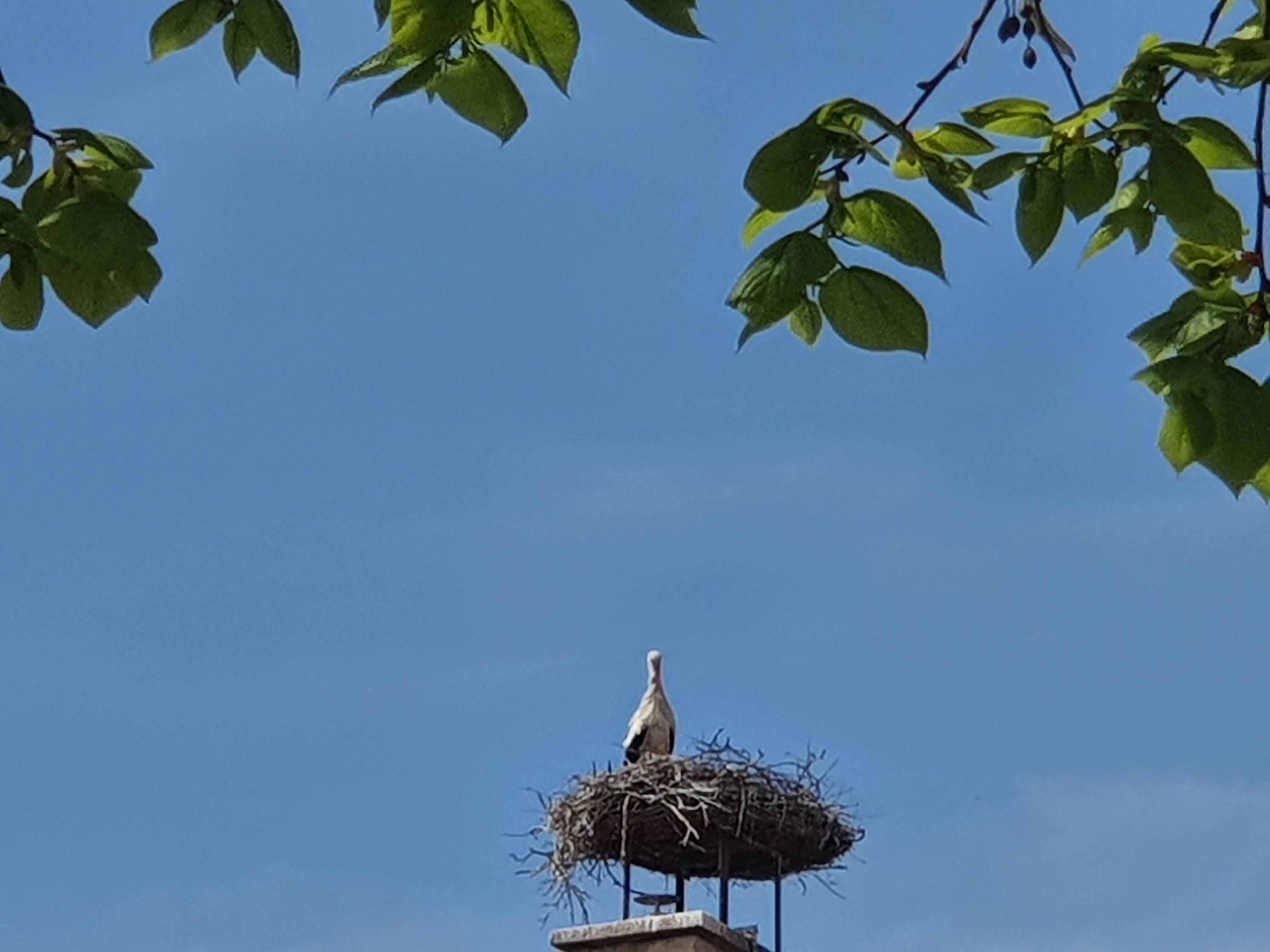 Storchennest